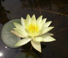 Gelbe Seerose Welch winterhart