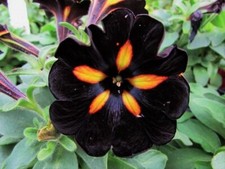 80001669 Petunia Petunie black