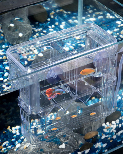 Aquarium fischzuchtbox - aquarium,