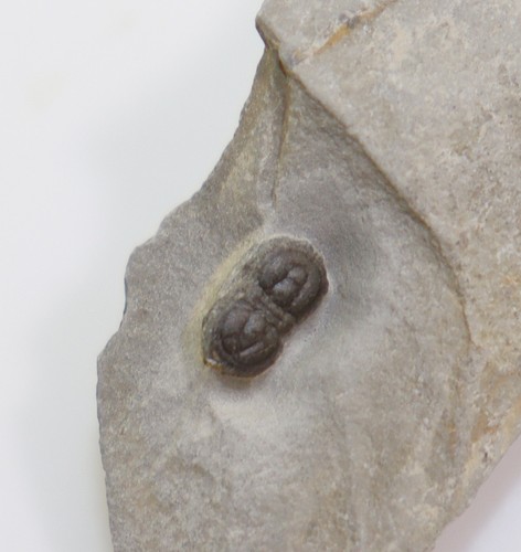 Trilobit peronopsis - trilobit,,