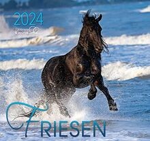 Friesen 2024 pferde - friesen, 2024: