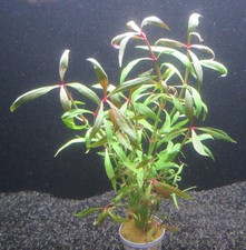 Alternanthera reinecki mini - alternanthera,