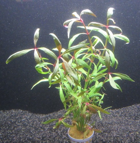 Alternanthera reinecki mini - alternanthera,