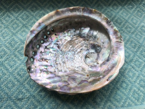 Abalone muschel 5cm meerohr - abalone,