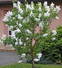 Fiederblättriger flieder - fiederblättriger,