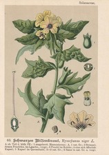 Schwarze Bilsenkraut