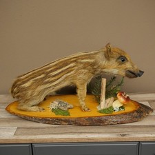 Frischling Ganzpräparat H 31