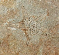 Silur  Australaster giganteus