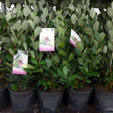 Ananasguave Acca Sellowiana