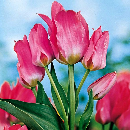 Tulpen blumenzwiebeln zwiebeln - blumenzwiebeln,