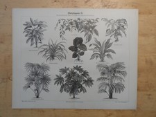 Orig.(1890) Holzstich Blattpflanzen II. Aspidistra Corypha