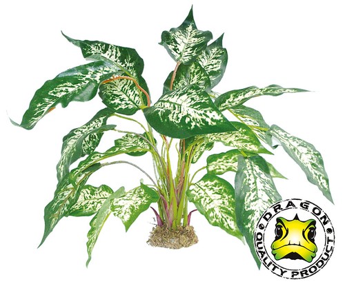 Dieffenbachia moosfuß - dieffenbachia,