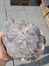 Versteinertes Holz Scheibe 3kg