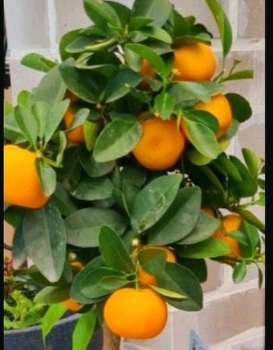 Calamondin orangenbäumchen - 2,