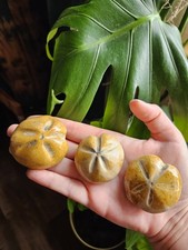 Seeigel fossil echinoid - seeigel,