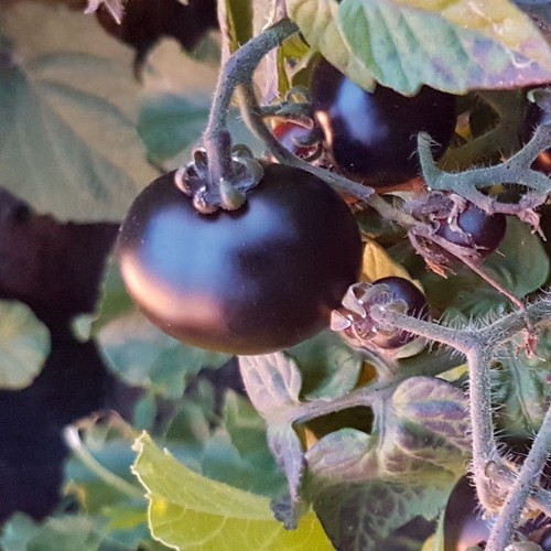 Blaue tomate fürs zimmer - fürs,