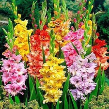 Gladiole Gladiolus