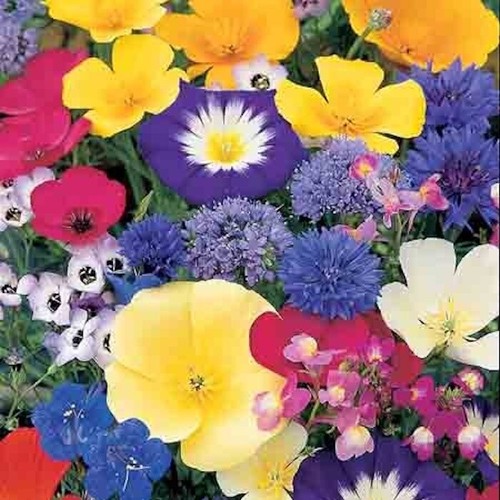 Wildblumensamen rein zwergduft - rein,