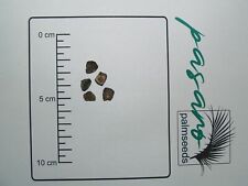 10x Bananen Samen Musa