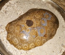 Versteinerte Koralle