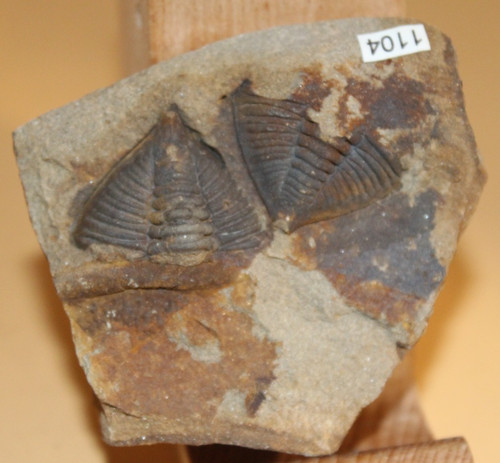 Dalmanitina socialis - dalmanitina,