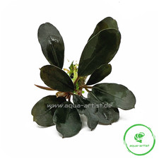 Bucephalandra catherina