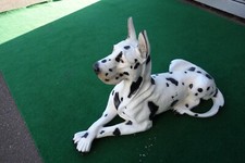 deutsche Dogge lebensgroß