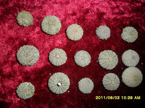 Fossilien-Seeigel-Rezent,nicht