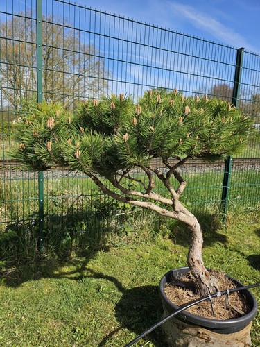 Yamadori bonsai pinie 150cm - pinie,