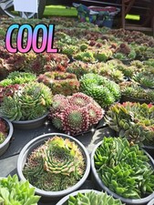 12 Stück Sempervivum Hauswurz Dachwurz Winterhart Pflegeleicht Immergrün