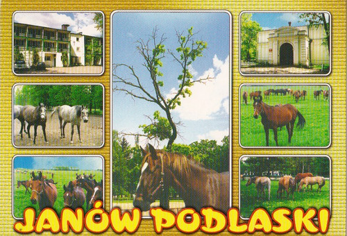 Gestüte janow postkarte - gestÜte, *