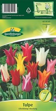 Tulpen "Lilienblütige