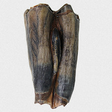 Fossil Steppenbison Backenzahn