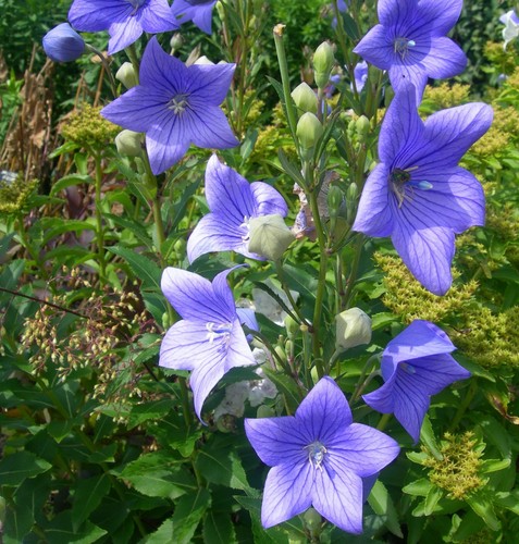 Super blumen samen ballonblume - samen,