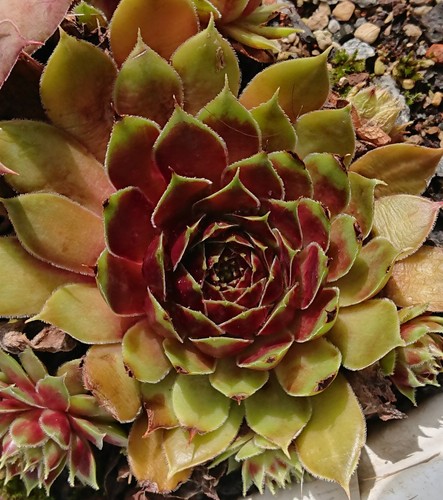 Sempervivum coconut crystal - sempervivum, crystal"