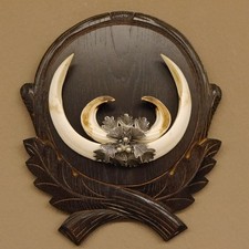 Wildschweinwaffen (Sus scrofa) Keilerwaffen 19,7 cm Trophäe Keiler Gewaff Schild