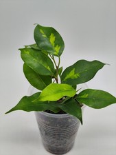 Ficus Benjamina Black Diamond