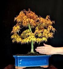 Bonsai japanischer - bonsai,