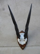 Eland Trophäe / Antilope /