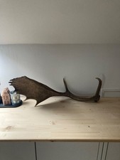 Abwurfstange Geweih Damwild