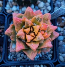 Astrophytum, Ariocarpus