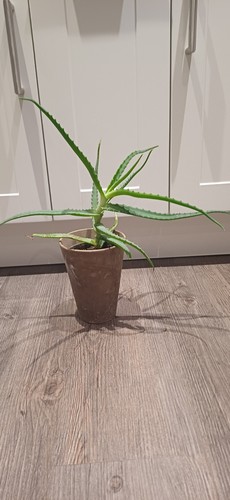 Aloe vera ferox kap - aloe,