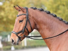 Busse Trense Feeling Schwarz /