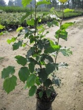 Corylus avellana - Haselnussstrauch 60-100