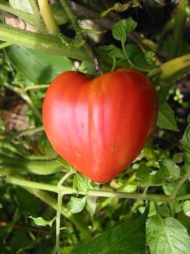 Ochsenherz tomate samen - 10,