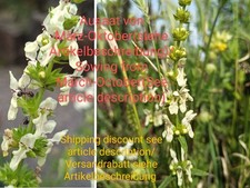 Aufrechter Ziest, Stachys recta, stiff hedgenettle, 70 seeds, samen