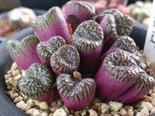 LS 870MK Lithops Karasmonata