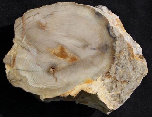 Versteinertes holz slowakei - -,