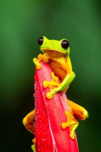 Wandbild der gleitlaubfrosch - wandbild:,