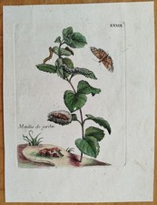 Maria Sibylla Merian
